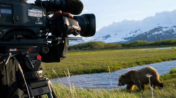 Great Bear Stakeout (Foto: BBC)