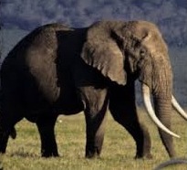 Elefantes, el Ocaso de los Gigantes
