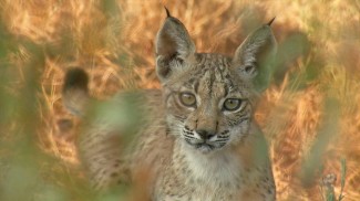 Wildmed, el último bosque mediterráneo