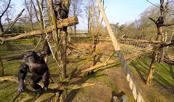 Chimpancé en el zoo de Burgers (Holanda)