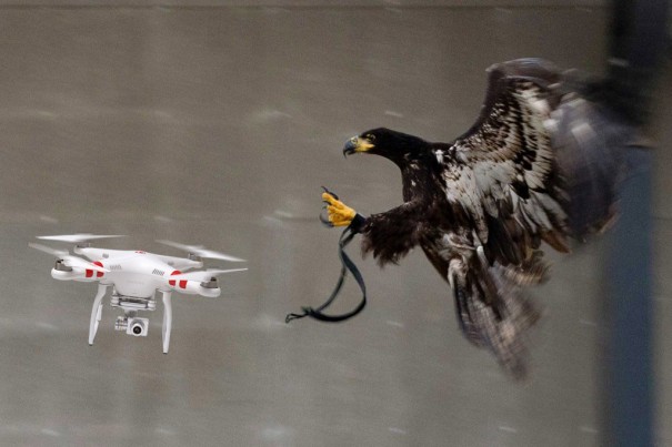Drone atrapado por un águila