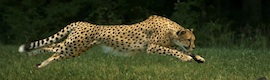 Espectacular carrera de un guepardo recogida a 1.200 fps con Phantom