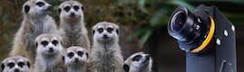 Camera Corps lanza Meercat, una cámara HD en miniatura
