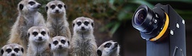 Camera Corps lança Meercat, uma câmera HD em miniatura