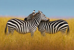 Movistar+ - BBC Earth - #0