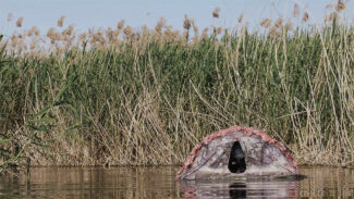 Iberia, natura infinita - Tecnologia - Cinema naturalistico